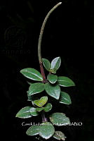 Zongo 0232 Peperomia consoquitlana C. DC..jpg