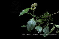 Atleq 0026 Psychotria sp..jpg