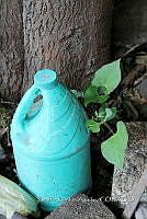 SG002 0048 Phaseolus vulgaris.jpg