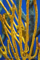 MS0096 Hippocampus ingens.jpg