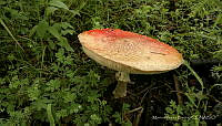 MIB001 Amanita muscaria.jpg