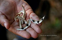 FBA0827 Mucuna prurien.jpg