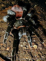 VHL0183 Brachypelma sp..jpg