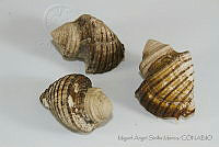 MASM05222 Opeatostoma pseudodon.jpg