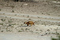 QE005 0005 Cynomys mexicanus.jpg