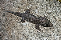 RACA 0014 Phyllodactylus delcampoi.JPG