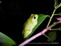 EVNC001 Agalychnis dacnicolor.jpg