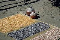 DK2200 Zea mays.jpg