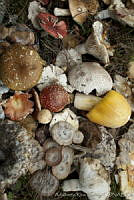 ARS00219 Fungi.jpg