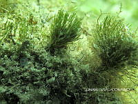 NE018 0352 Penicillus.jpg