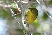 LRCP0049 Setophaga petechia.jpg