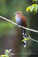 MASM07881 Piaya cayana.jpg