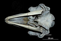 ME006 MM 134 Globicephala macrorhynchus.jpg