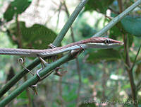 RLR0064 Oxybelis aeneus.jpg