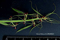 ME010 KV 01953 Euphorbia francoana Boiss., 1860_.JPG