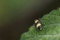 ZAPF0519 Insecta.jpg