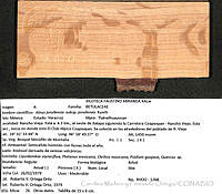 CMyFO 00989 Alnus jorullensis ssp. jorullensis.JPG