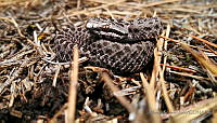 ARR03 Crotalus triseriatus.JPG