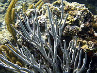 HPE018 Pseudoplexaura porosa.jpg