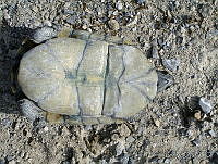 JBL0005 Terrapene coahuila.jpg