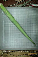 PNQ 0038 Agave funkiana.jpg