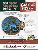 5. Sauce del desierto.png