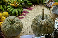 LRP 1705 Cucurbita.jpg