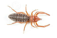 MASM07838 Eremobates sp..jpg