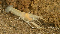 MSG 002 Procambarus oaxacae reddelli.jpg