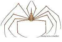 NE018 1250 stenorhynchus seticornis_D_Hembra.jpg