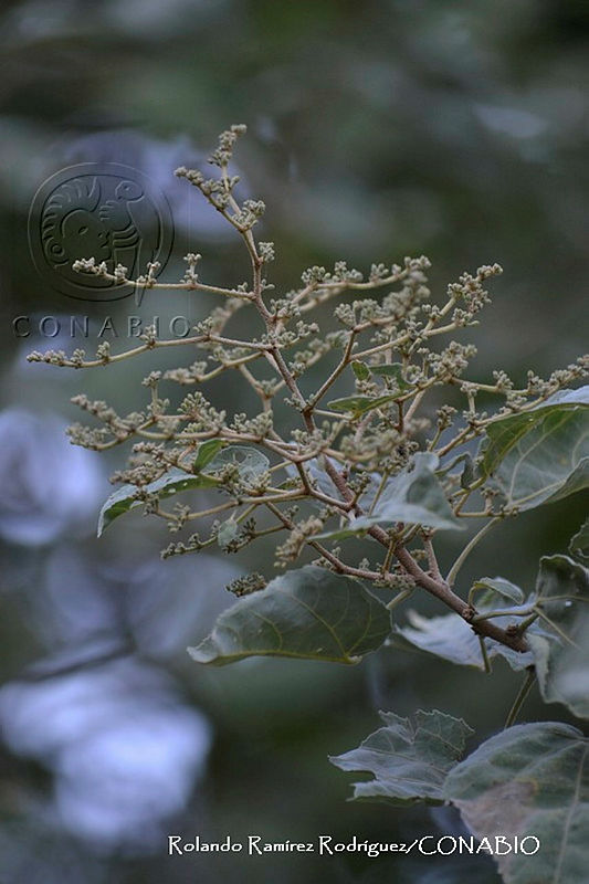 RRR0489%20Heliocarpus%20velutinus.jpg.nyfGu470MXkfp51hQA3g0JtbmFja29CbnFuZ3NAbXJ6LGtwZwA.kYuR NZKow