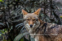 ZAPF0602 Canis latrans.jpg
