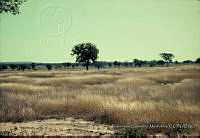 FGM2162 Altamira, Tamaulipas.JPG