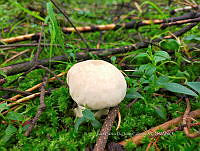 JCDJC 0011 Lycoperdon.jpg