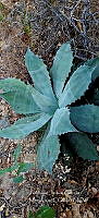 RG019 0133 Agave seemanniana.jpg