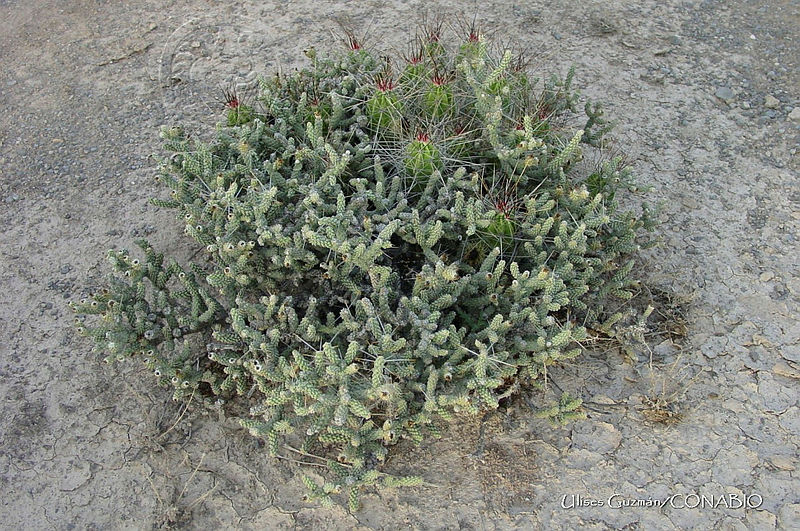 UG0003%20Cylindropuntia%20anteojoensis.jpg.nyepxd30MdHhwzlhQA3g0JtbmFja29CbnFuZ3NAbXJ6LGtwZwA.Oaf EdVaiA