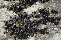 DK2277 Danaus plexippus.jpg