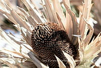 ITHB001 Eryngium proteiflorum.jpg