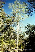 3242 Populus monticola.jpg