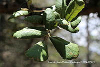 JJBC0447 Quercus laeta.JPG