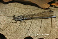 JCC0013 Argia tonto.JPG
