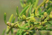 JF078 0065 Batis maritima.jpg