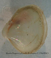 MRyRR085 Caryocorbula contracta.jpg