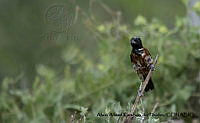 AAKVDH 0503 Icterus spurius.JPG