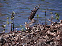 AIV002 Calidris minutilla.JPG