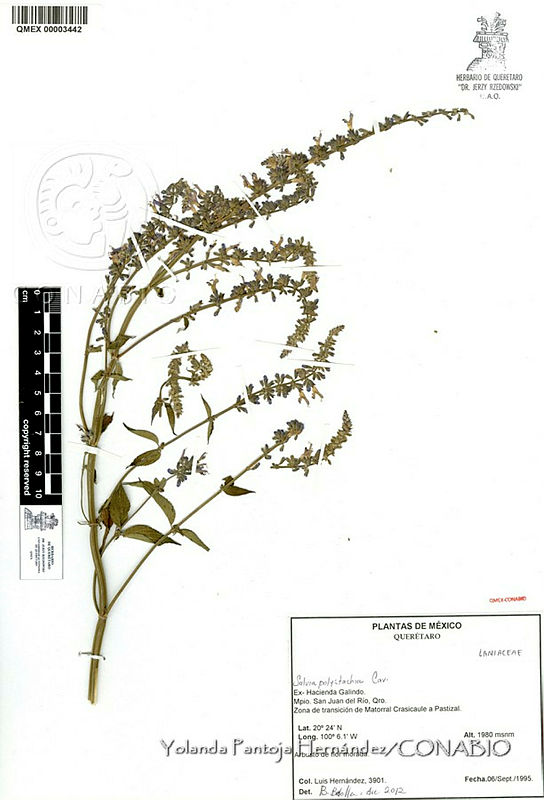 YPH3518%20Salvia%20polystachia.jpg.rif23JT0MelnGc1hQA3g0JtbmFja29CbnFuZ3NAbXJ6LGtwZwA.lbtZJenBem