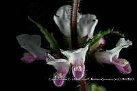 Zoqui 0197 Stachys sp..jpg