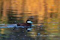IMDOC3792 Oxyura jamaicensis.jpg