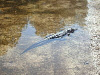 ESN007 Crocodylus acutus.jpg