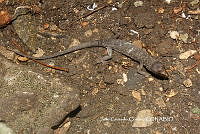 JCC0408 Lepidophyma micropholis.JPG